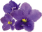 Fleur violette.Flower.violet.Deco.Victoriabea