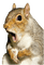 Hamster - png gratuito GIF animata