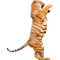 tiger - ingyenes png animált GIF