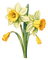 daffodils Bb2 - png ฟรี GIF แบบเคลื่อนไหว