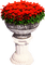 fleur, red,flower bed, garden, Adam64