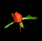 Rose - Ingyenes animált GIF animált GIF