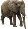 Kaz_Creations Elephant