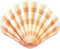 seashell Bb2 - бесплатно png анимированный гифка