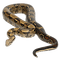 Kaz_Creations Snakes Snake - besplatni png animirani GIF