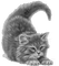 cat idcéa - Free PNG Animated GIF