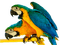 perroquet - png gratis GIF animado