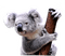 koala - png gratis GIF animado