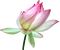 Lotus - ilmainen png animoitu GIF