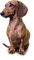 dachshund dog - darmowe png animowany gif