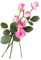 rózsaszűlak - png gratis GIF animado