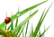 ladybug grass coccinelle herbe
