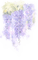 fleur violette.Cheyenne63 - фрее пнг анимирани ГИФ