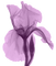 blume flowers lila - PNG gratuit GIF animé