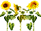 Animated.Sunflowers.Yellow - By KittyKatLuv65 - 無料のアニメーション GIF アニメーションGIF
