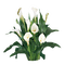 Flowers white bp - gratis png geanimeerde GIF