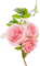 Roses.Pink - бесплатно png анимированный гифка