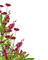Kaz_Creations Deco Corner Flowers Colours - 免费PNG 动画 GIF