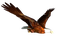 Kaz_Creations Eagle Bird - ücretsiz png animasyonlu GIF