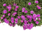 FOND FLEURS - безплатен png анимиран GIF