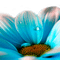 Y.A.M._Summer Fantasy Flower - gratis png animeret GIF