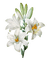 lilies Bb2 - png gratis GIF animado