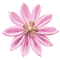 Kaz_Creations Deco Flower Colours - Free PNG Animated GIF
