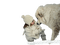 child with dog bp - 免费PNG 动画 GIF