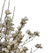 border flowers - ilmainen png animoitu GIF