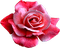 rose fleur deko Adam  rose - PNG gratuit GIF animé