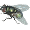fly - Free PNG Animated GIF