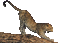 leopard bp - Besplatni animirani GIF animirani GIF