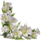 Kaz_Creations Deco Corner Flowers Colours - png gratuito GIF animata