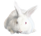 hase rabbit milla1959 - 免费PNG 动画 GIF
