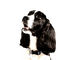 maj chien - PNG gratuit GIF animé