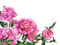 Pink.Flowers.Fleurs.Printemps.Victoriabea - PNG gratuit GIF animé