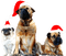 loly33 chien noel - gratis png animerad GIF