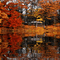 autumn background  by nataliplus - Darmowy animowany GIF animowany gif