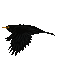 animals crow nancysaey - Nemokamas animacinis gif animuotas GIF
