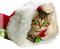 Christmas Cat - png gratuito GIF animata