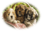 patymirabelle chiens - png gratis GIF animasi