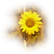 Sunflower - png grátis Gif Animado