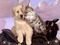 fond animaux - kostenlos png Animiertes GIF