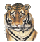 tigre - Gratis geanimeerde GIF geanimeerde GIF