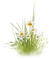 plants katrin - nemokama png animuotas GIF