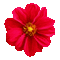Цветок - Δωρεάν κινούμενο GIF κινούμενο GIF