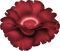 minou-red-rose-flower