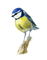 oiseaux - darmowe png animowany gif