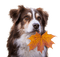 Autumn. - Free PNG Animated GIF
