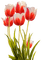 Tulipes bicolores - PNG gratuit GIF animé